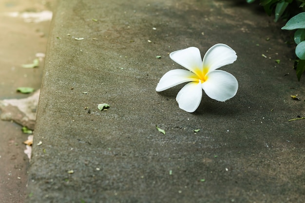 Fiori tropicali Plumeria su legno - Plumeria singola o aroma Plumeria concept