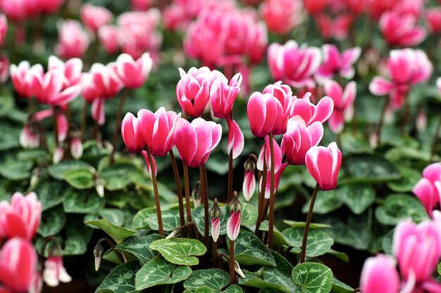 Fiori variegati di ciclamino bianco e rosa