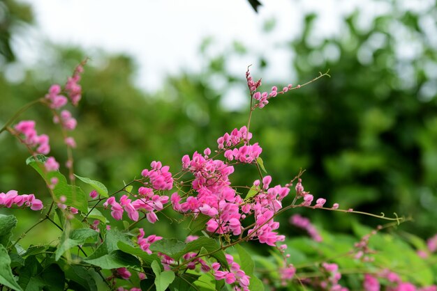 Fiori variopinti con luce astratta e bokeh per sfondo.