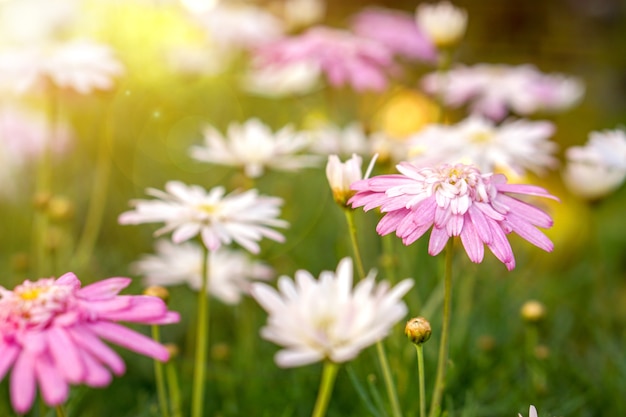 Fiori variopinti del pascolo del raccolto e del primo piano