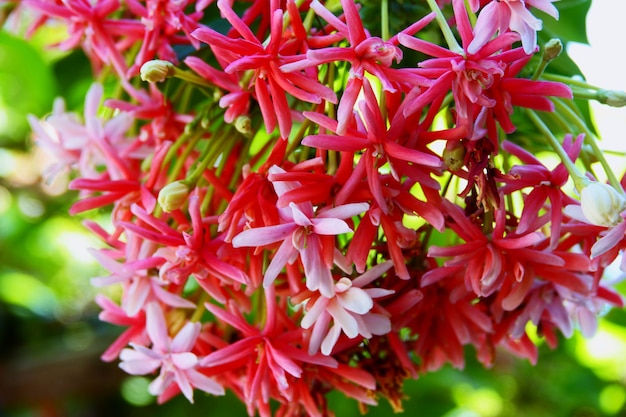 Fiori variopinti del rampicante di Rangoon del primo piano