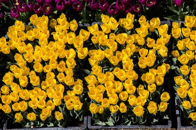 Fiori variopinti del tulipano come fondo nel giardino