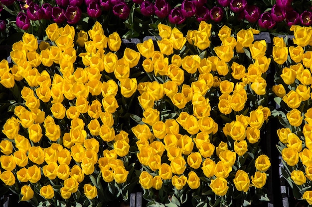Fiori variopinti del tulipano come fondo nel giardino