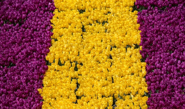 Fiori variopinti del tulipano come fondo nel giardino