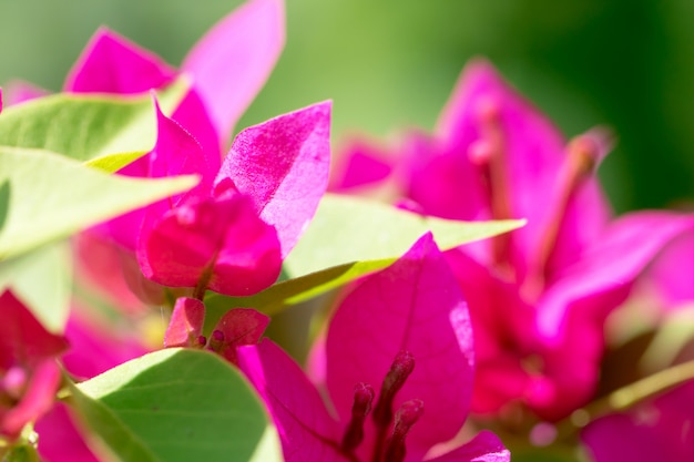 Fiori variopinti della buganvillea per fondo