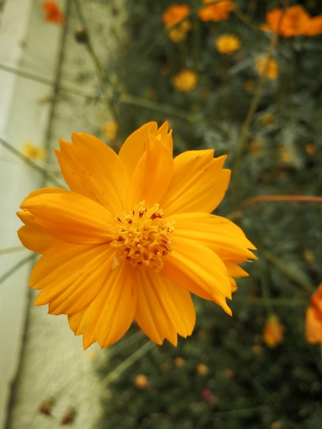 Fiori variopinti di fioritura di bello universo giallo in giardino