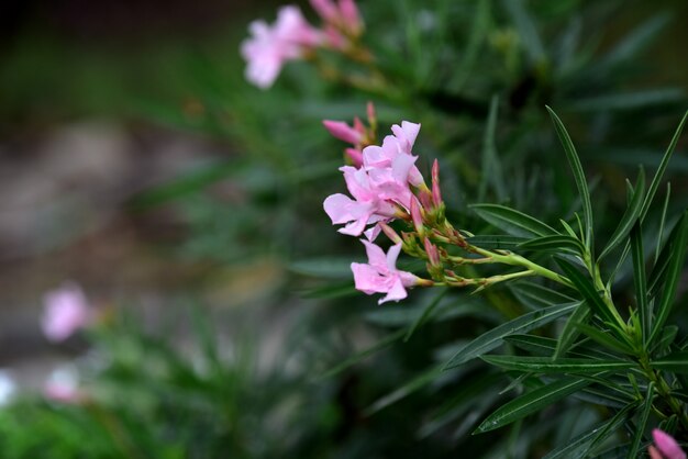 Fiori variopinti Gruppo di fiore gruppo di fiori gialli bianchi e rosa.