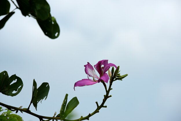 Fiori variopinti Gruppo di flower.group di fiori bianchi e gialli rosa