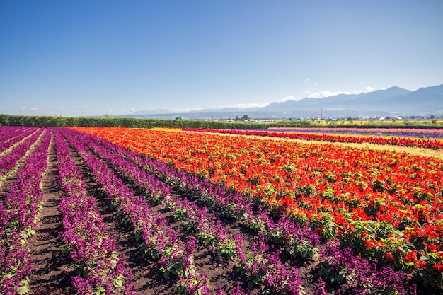 Fiori variopinti nel campo e nel cielo blu.