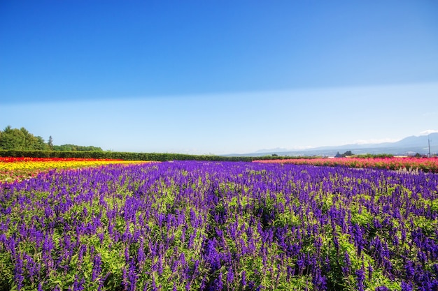 Fiori variopinti nel campo e nel cielo blu.