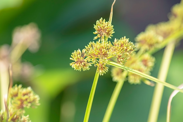 Fiori verdi del Cyperaceae su uno stagno di loto.