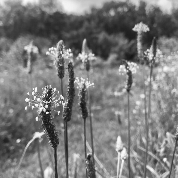 Fiori verdi, foglie, erba, fiori, natura viva.