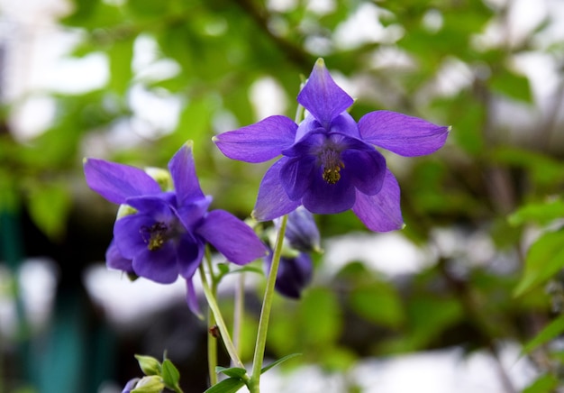 Fiori viola aquilegia nel giardino di primavera