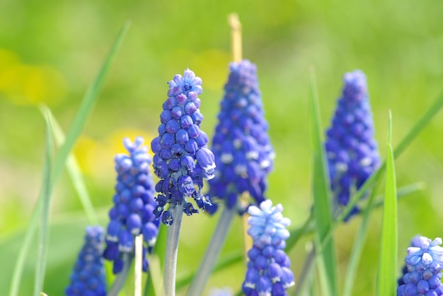 Fiori viola astratti sul campo