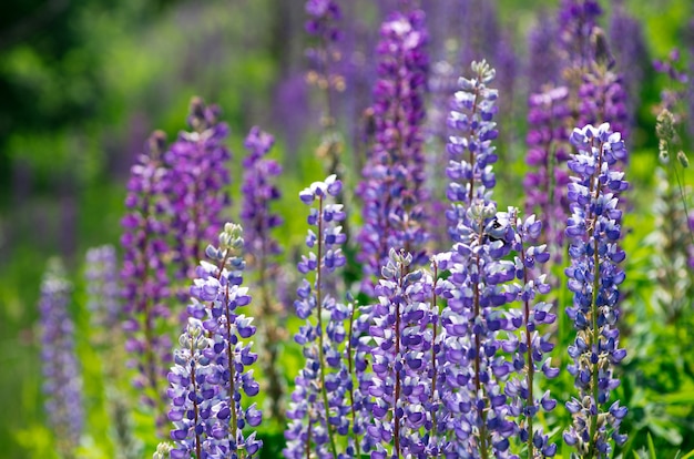 Fiori viola astratti sul campo