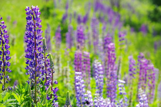 Fiori viola astratti sul campo