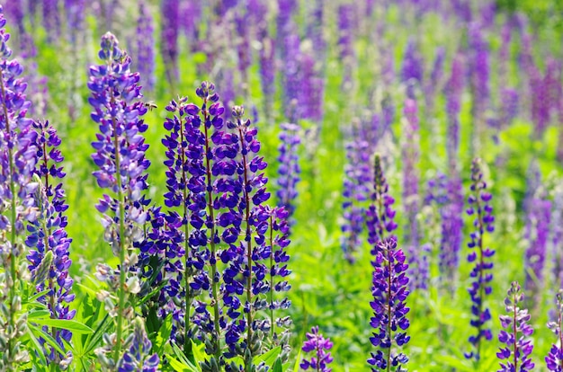 Fiori viola astratti sul campo