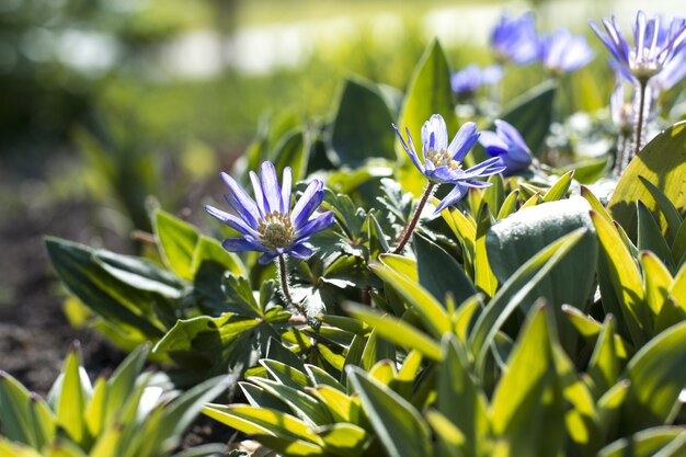 Fiori viola brillanti vibranti Sfondo sfocato