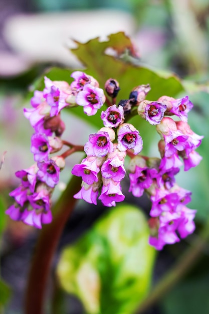 Fiori viola campana e foglie verdi primo piano