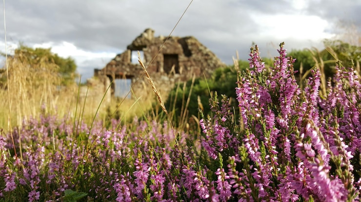 Foto fiori viola che crescono nel campo contro un cielo nuvoloso