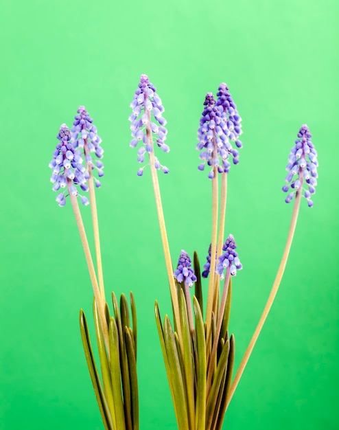 Fiori viola che crescono nella stagione primaverile