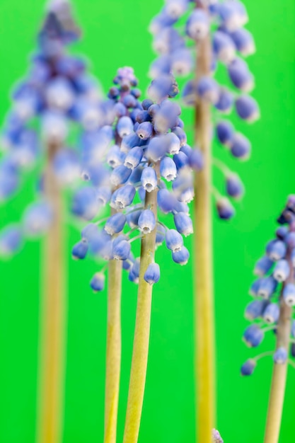 Fiori viola che crescono nella stagione primaverile