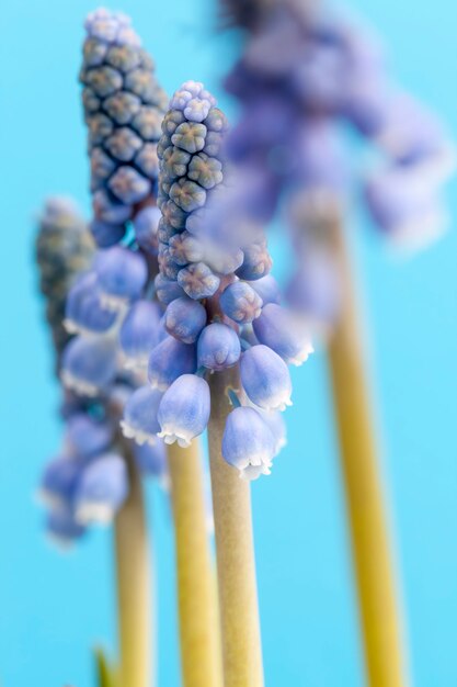 Fiori viola che crescono nella stagione primaverile