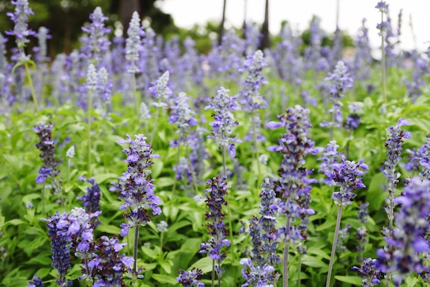 Fiori viola che fioriscono all'aperto
