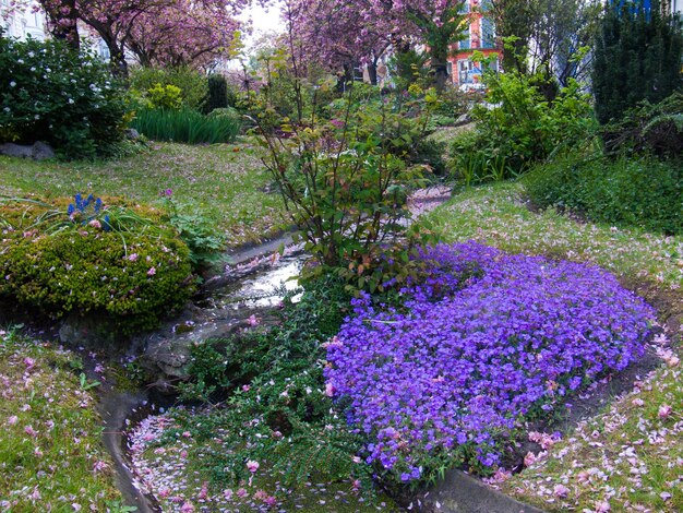 Fiori viola che fioriscono nel parco