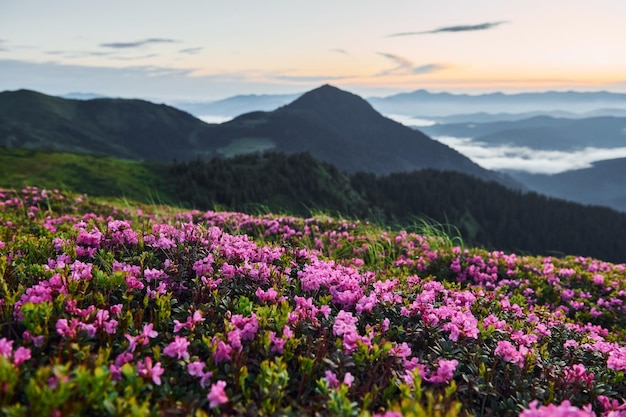 Fiori viola che sbocciano Maestose montagne dei Carpazi Bellissimo paesaggio di natura incontaminata