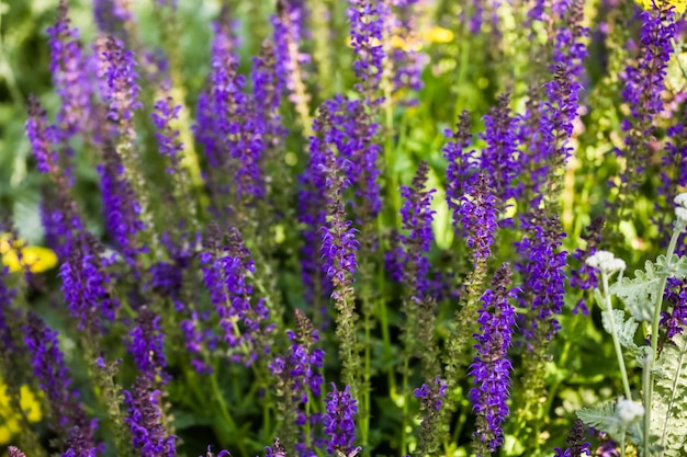 Fiori viola che sbocciano nel giardino estivo.