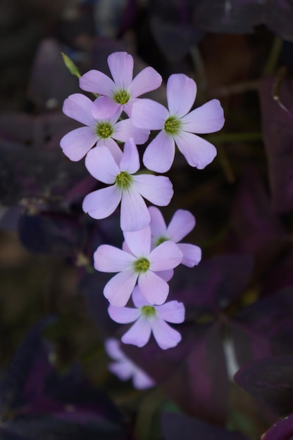 fiori viola con centri verdi e un centro verde.