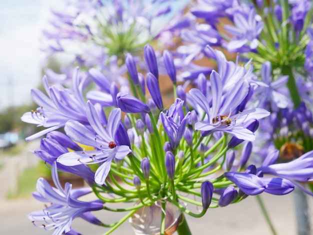 Fiori viola con coccinella e ape