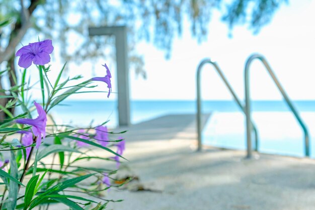 Fiori viola con sfondo piscina e mare