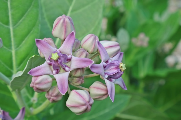 Fiori viola corona