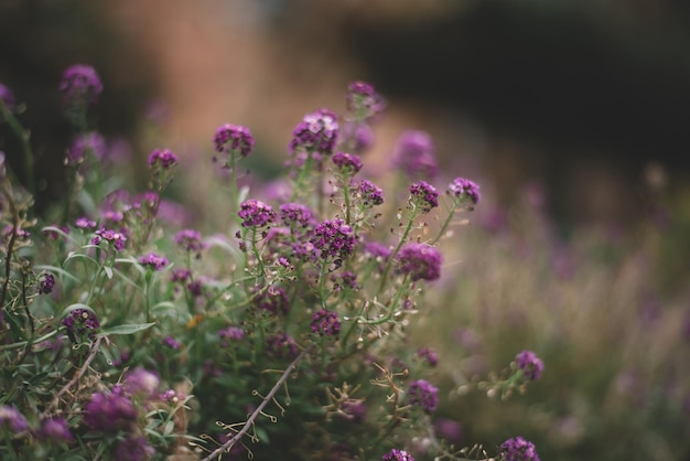 Fiori viola del campo