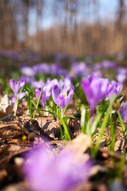 fiori viola del croco in primavera