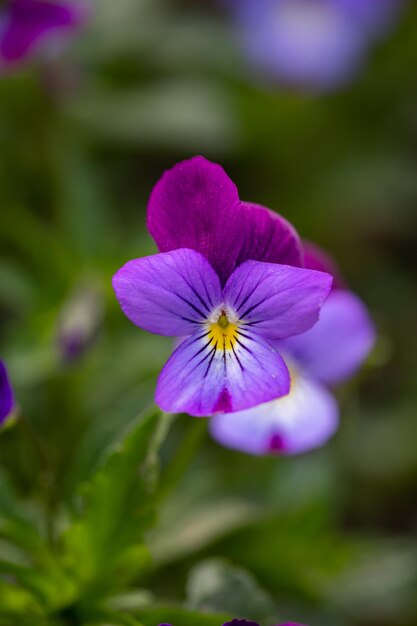 Fiori viola del pensiero del fiore su una fotografia macro di sfondo verde Fiore di campo con petali viola