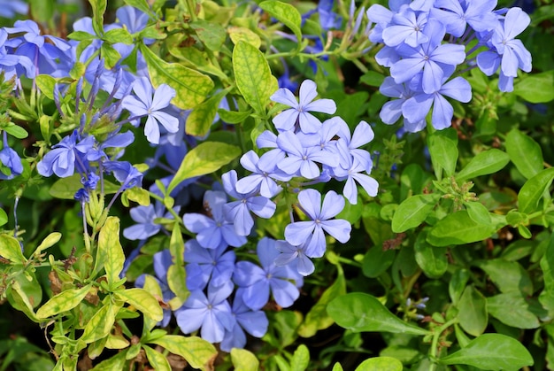 Fiori viola del primo piano nel campo