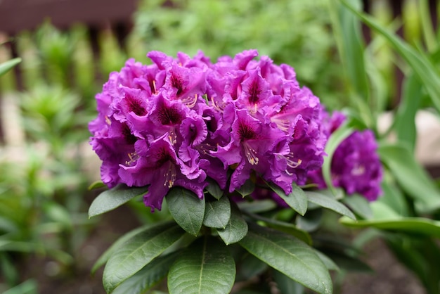 Fiori viola del rododendro Rasputin in primavera nel giardino