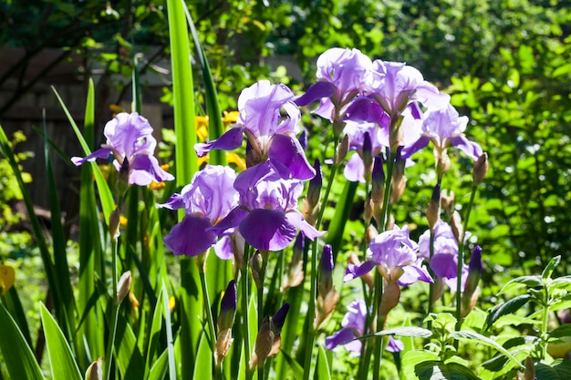 Fiori viola dell'iride nel giardino