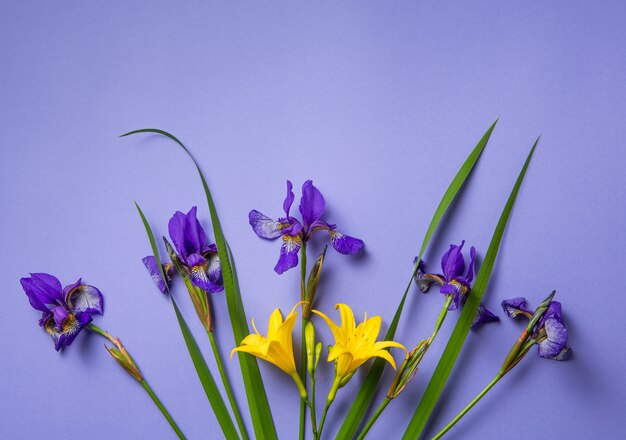 Fiori viola dell'iride sulla porpora