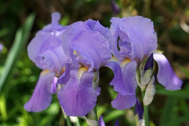 Fiori viola dell'iride