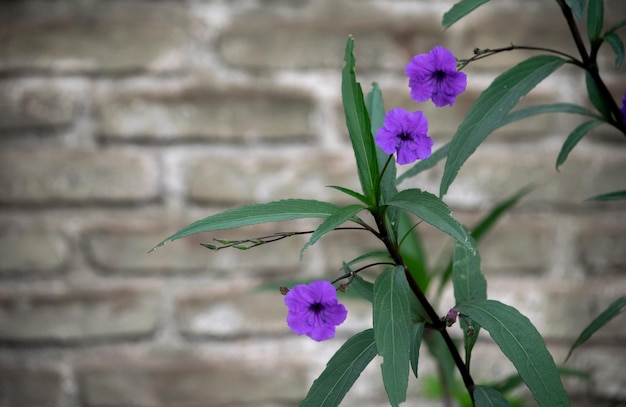 fiori viola della pianta Ruelia