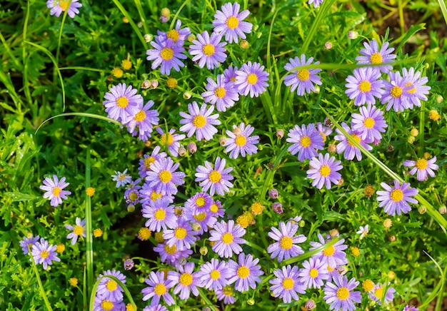 fiori viola, Delosperma Cooperi fiori viola insolito motivo a giardino sullo sfondo.