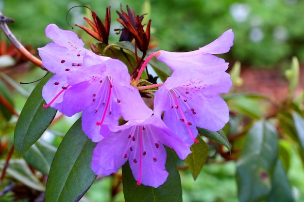 Fiori viola di azalea in fiore nel parco estivo