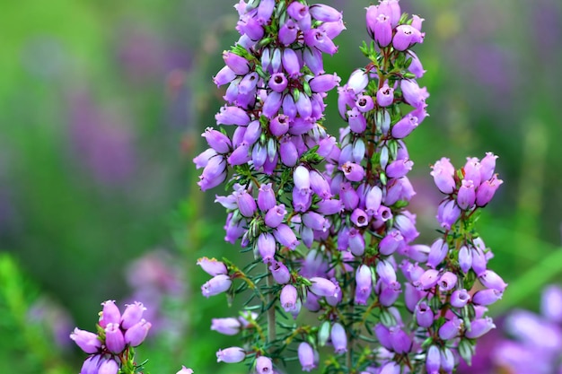 Fiori viola di erica campana Erica cinerea su sfondo verde