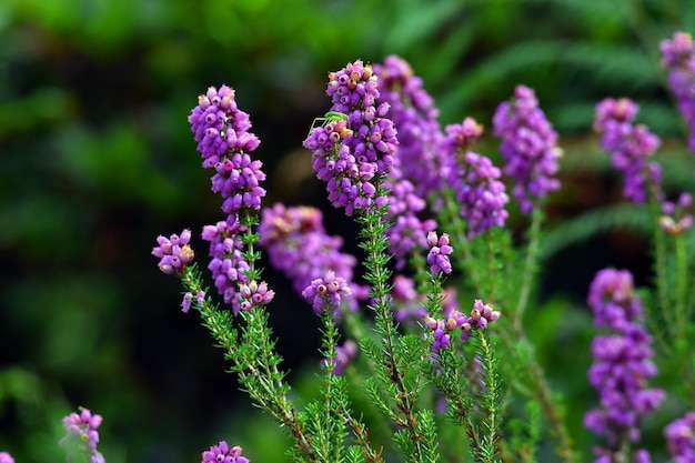 Fiori viola di erica campana Erica cinerea su sfondo verde