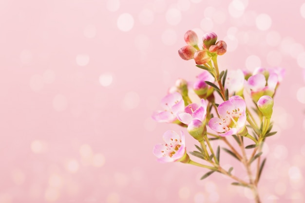 Fiori viola di fioritura sul fondo del bokeh