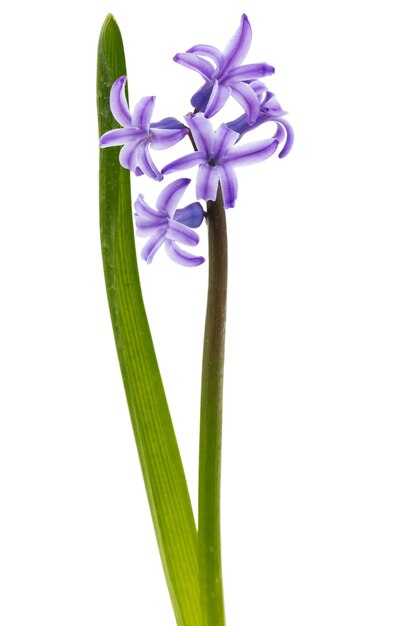 Fiori viola di giacinto isolati su sfondo bianco